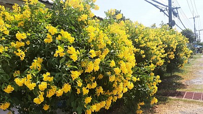 ต้นทองอุไร บริเวณ หน้า ศกร