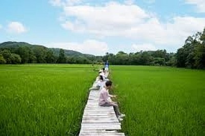 นาผืนสุดท้ายของจังหวัดภูเก็ต